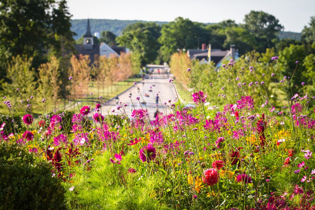 blumen-wiese-umweltschutz