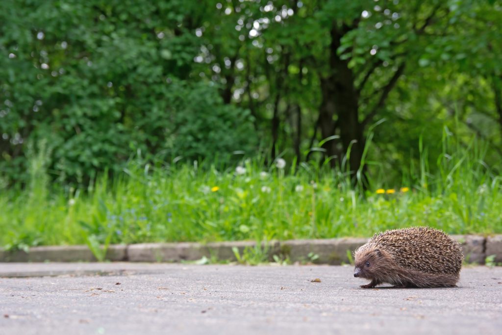 igel-stadtleben