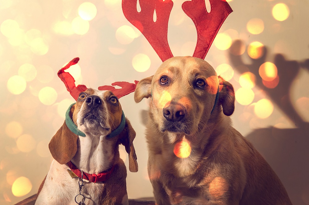 hunde-im-nikolausanzug