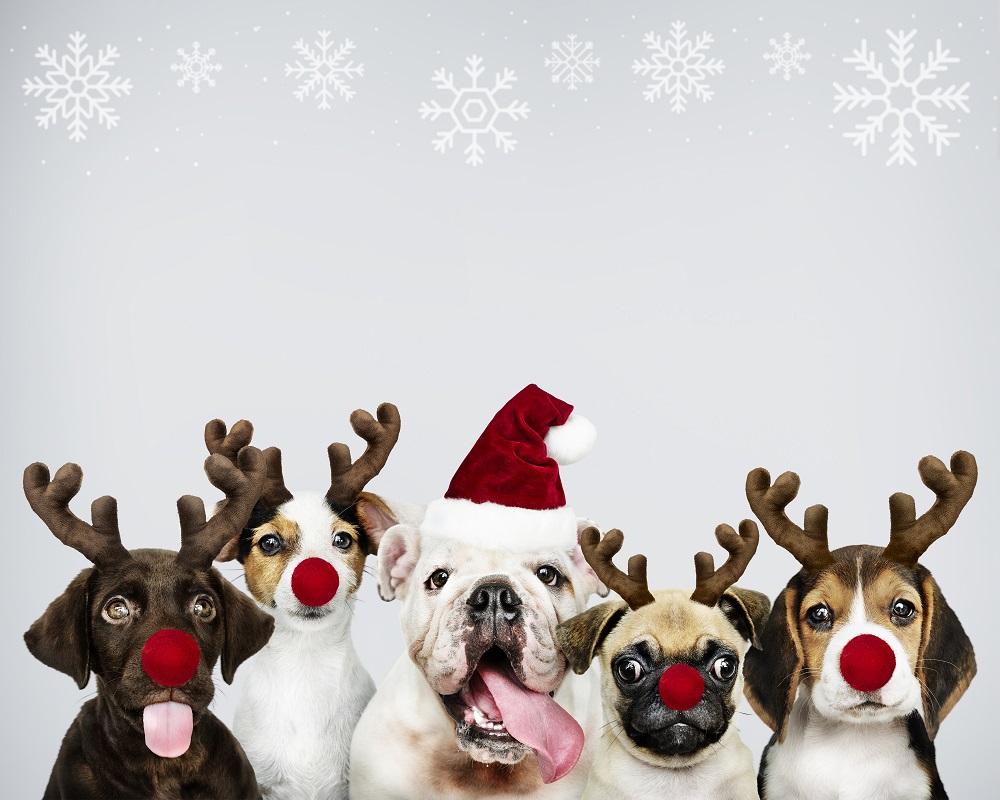 weihnachtshunde