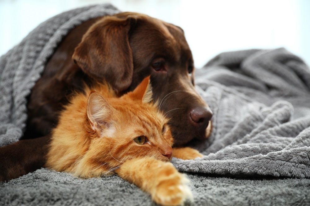 Der Hund Der Beste Freund Auf Vier Pfoten Für Die Trübe