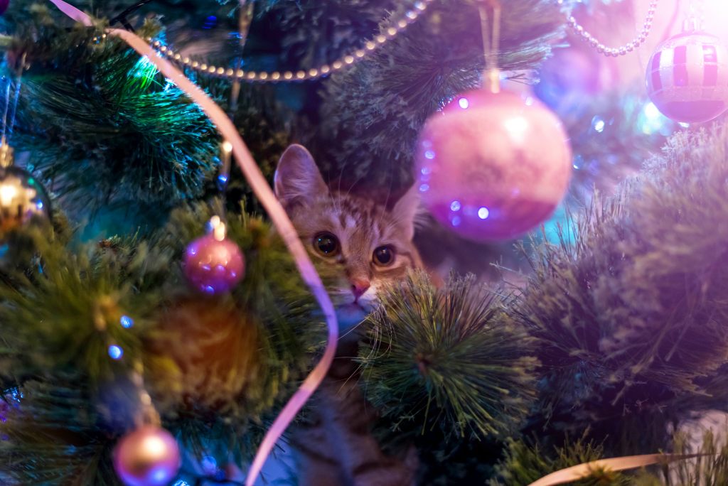 weihnachten-katze