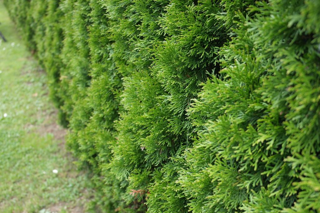 thuja-hecken-pflanzen