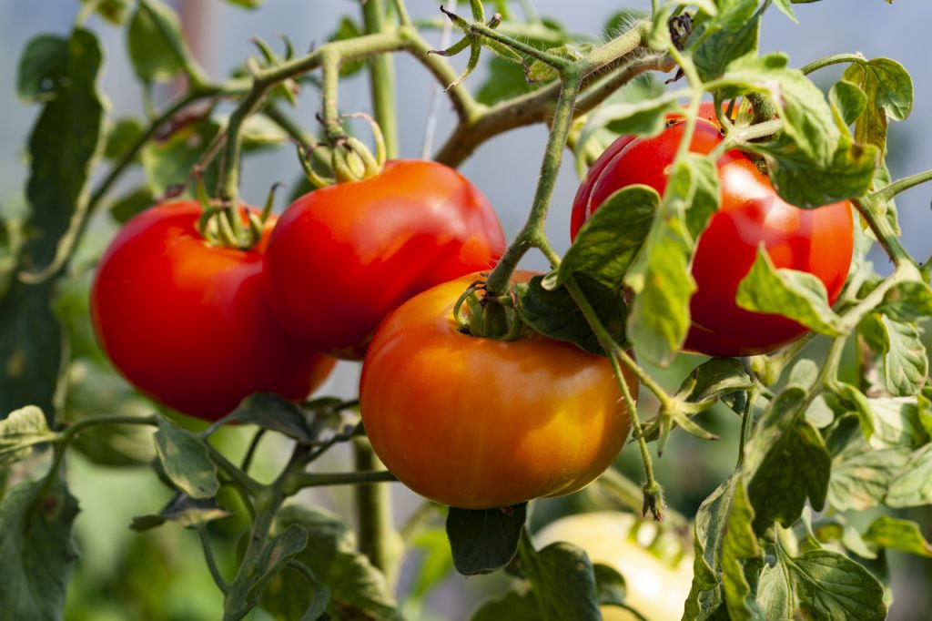 tomaten-pflanzen-strauch