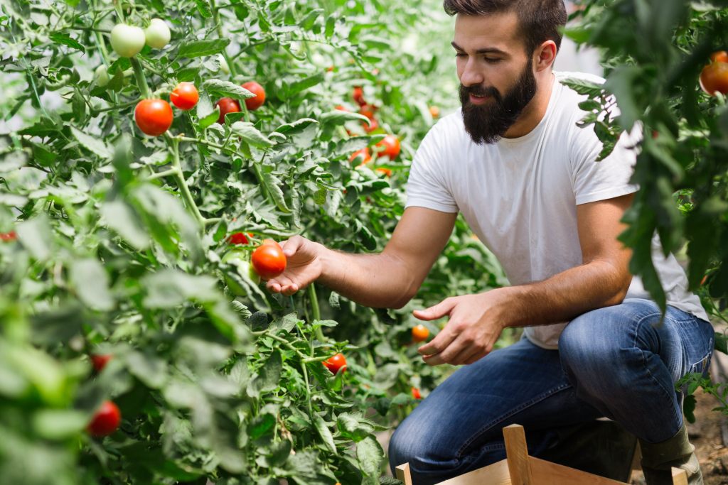 tomaten-pfluecken-ernte