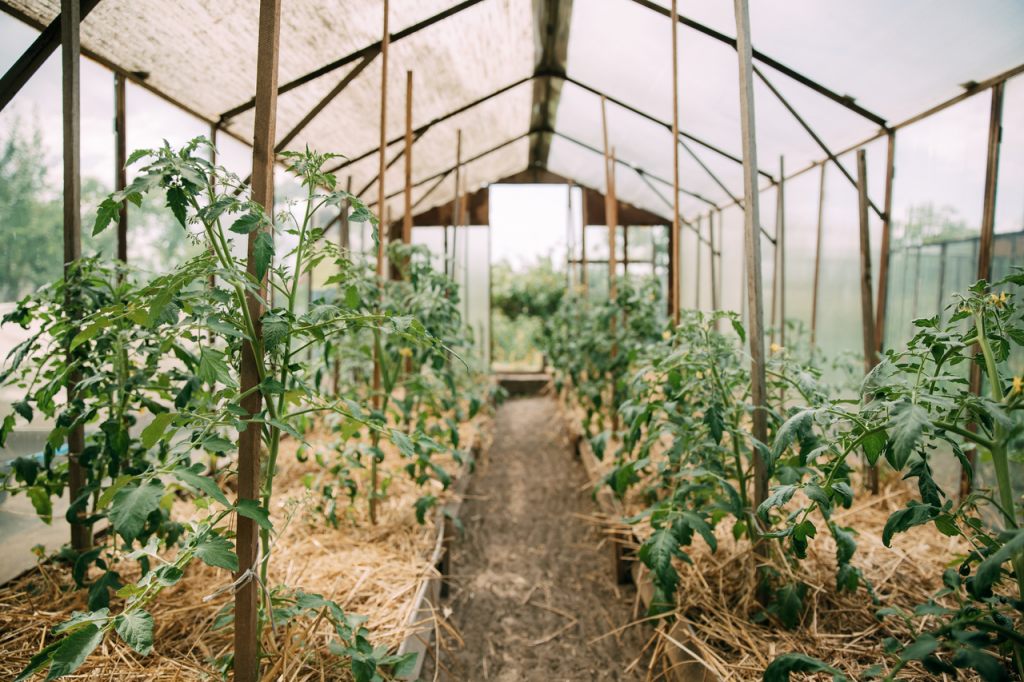 treibhaus-tomaten-pflanzen