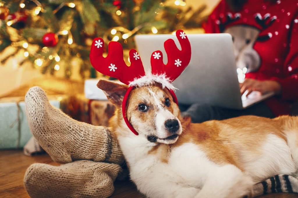 hund-unter-dem-weihnachtsbaum-mit-weihnachtsschmuck