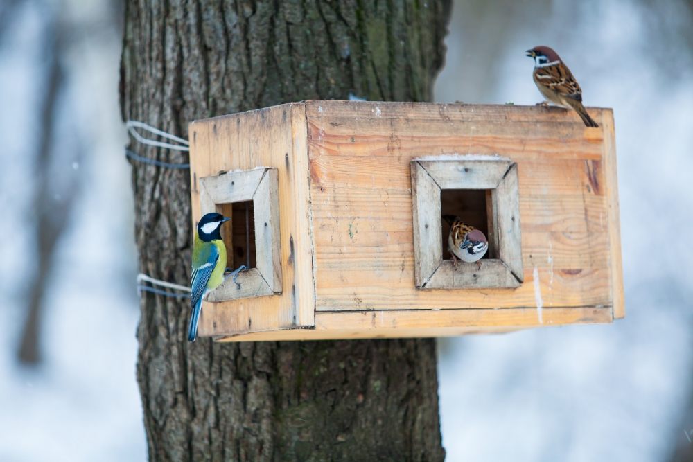 kleine-voegel-im-vogelhaus