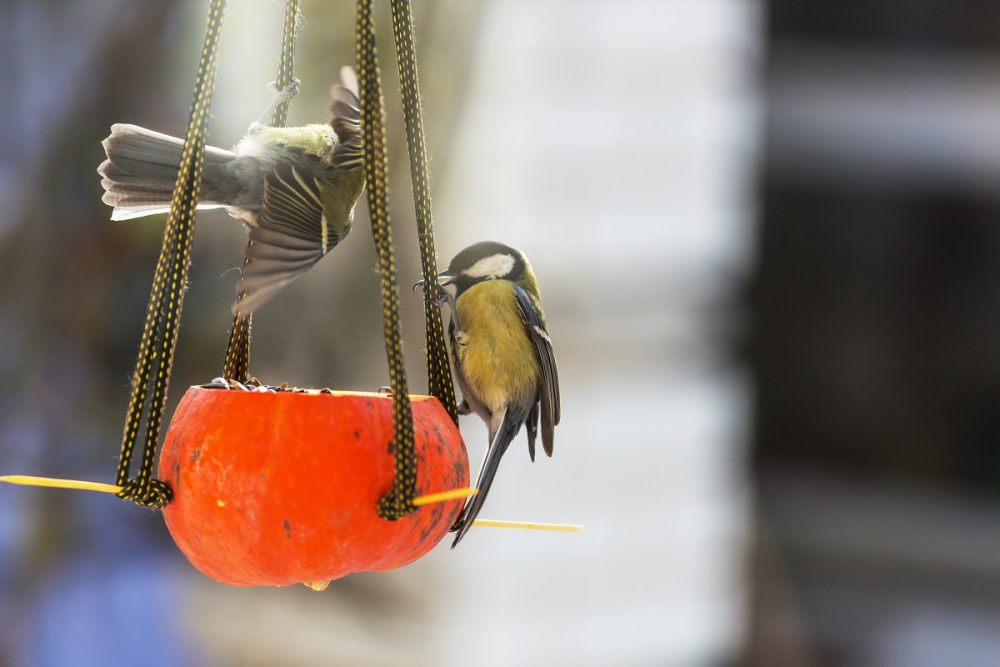 vogelhaus-aus-einem-kurbis