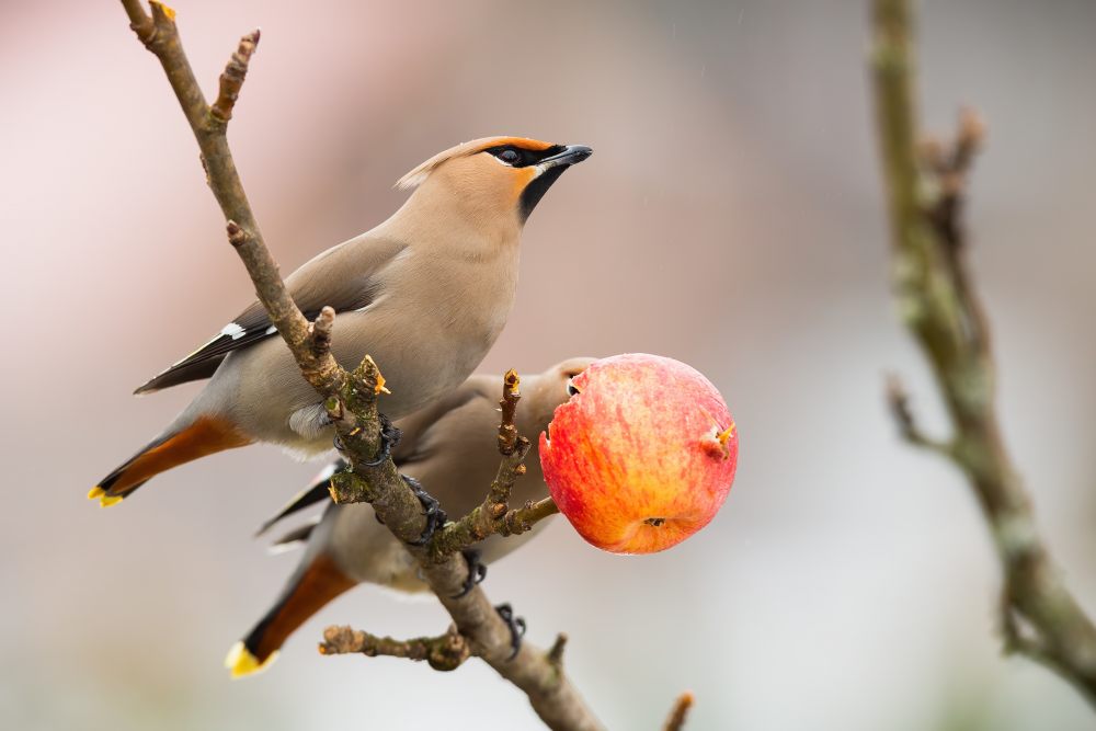 zwei-voegel-auf-einem-ast-mit-apfel