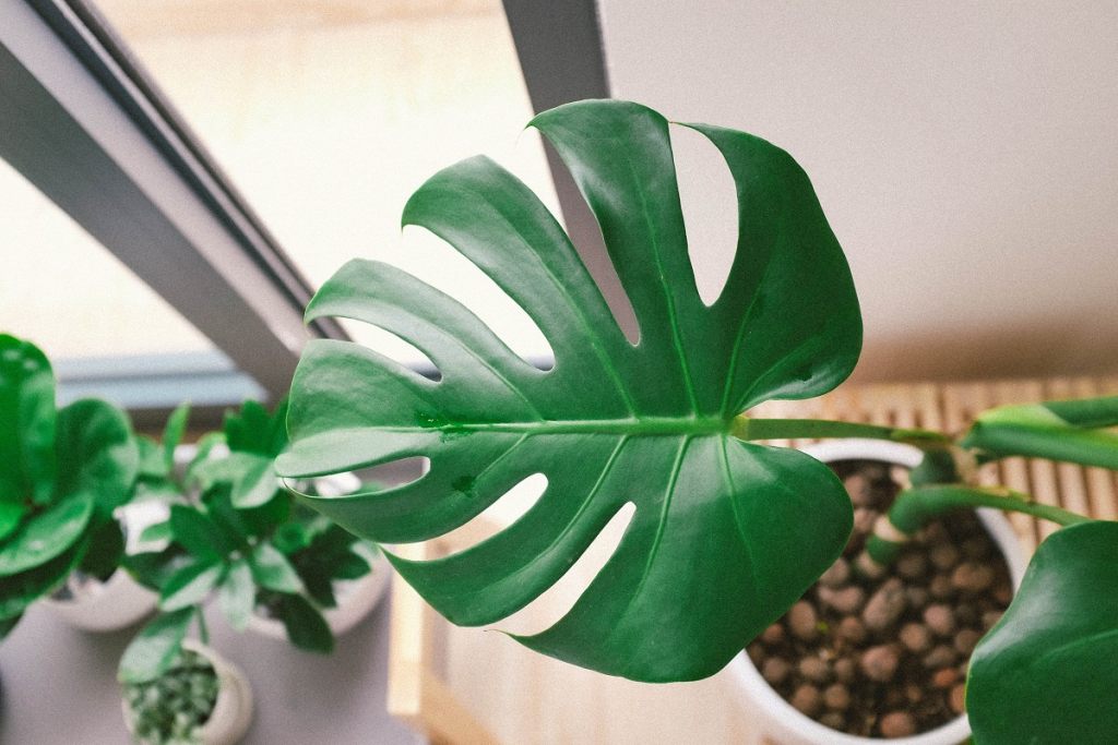 monstera-trendsetter-zimmerpflanze